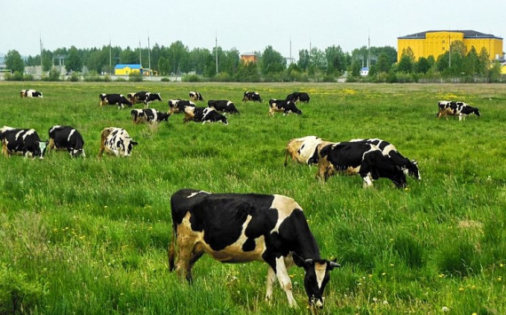 В Татарстане сокращается количество фермерских хозяйств