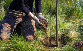 Более 100 млн деревьев высажено волонтерами в 2022 году