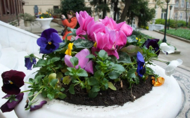 В Казани на посадку цветов потратят 55,4 млн рублей