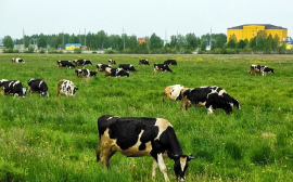В Татарстане займутся развитием животноводства
