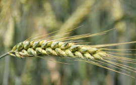 В Татарстане собрали более 960 тысяч тонн зерна