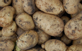 Татарстан рассчитывает полностью покрыть потребности в картофеле