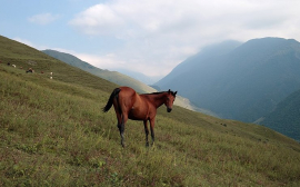 В Татарстане сократилось поголовье лошадей