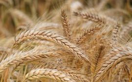 Татарстан экспортировал зерно на 12 млн долларов