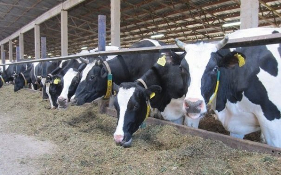 В Балтасинском районе появится молочная ферма почти за 450 млн рублей
