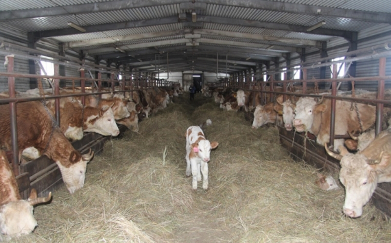 Инвестиции в строительство комплексов молочного животноводства на территории Татарстана составят 20 млрд рублей
