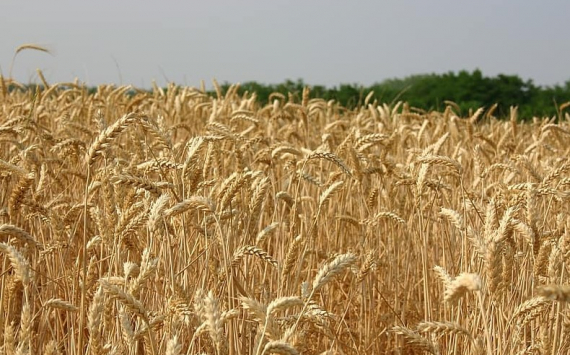 В Татарстане намолотили третий миллион тонн зерна