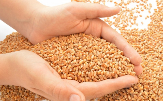 В Татарстане собрали 5,3 млн тонн зерна