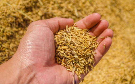 В Татарстане намолотили рекордный за 12 лет урожай зерновых