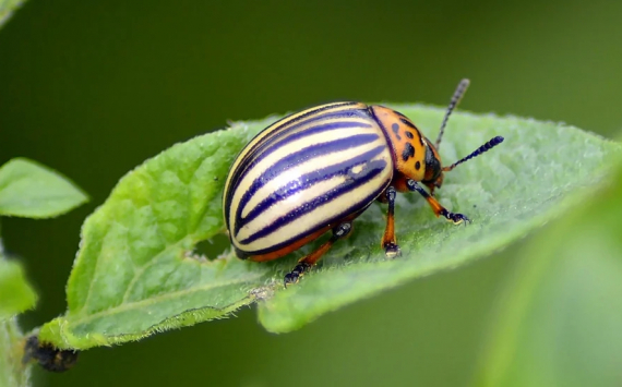 В Республике Татарстан учёные вывели насекомое для борьбы с колорадским жуком