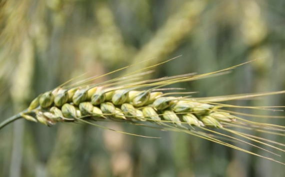 Татарстану компенсируют затраты по посеву и сбыту зерна на 1,3 млрд рублей