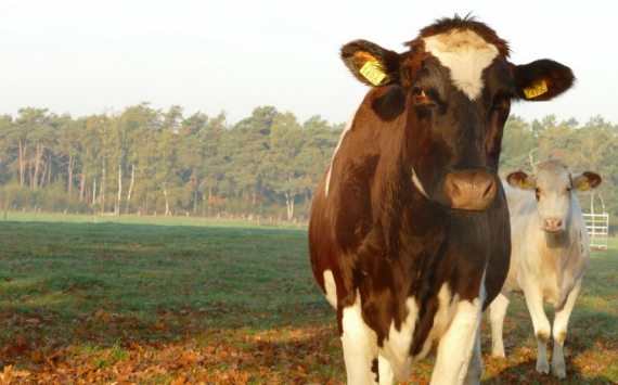 В Татарстане для обновления поголовья доставят 16 тысяч коров
