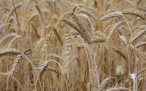В Татарстане план по посеву пшеницы выполнен на 87%