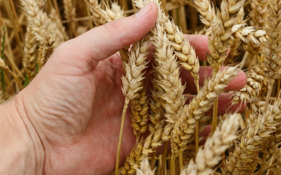 Минниханов: В Татарстане намолотили первый миллион тонн зерна