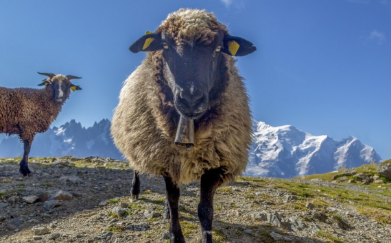 Афганский бизнес направит более 2 млн долларов на развитие овцеводства в Татарстане