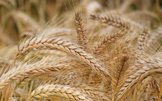 Татарстан экспортировал зерно на 12 млн долларов