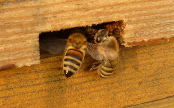 В Татарстане пчеловодов хотят обязать строить пасеки по новым правилам
