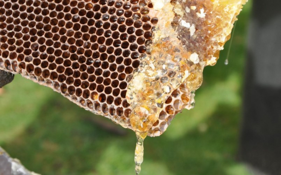 В Татарстане пчеловоды собираются создать собственный бренд меда