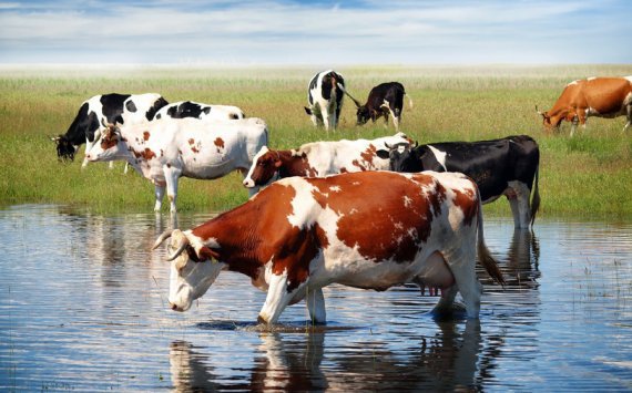 Власти РТ подвели итоги работы животноводства в Татарстане 